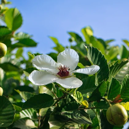 Диления индийска - Dillenia indica - семена на диления - 12 бр.