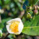 Čajovník čínský - Camellia sinensis - semena čajovníku - 5 ks