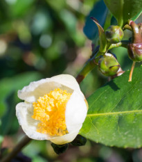 Čajovník čínský - Camellia sinensis - semena čajovníku - 5 ks