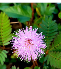 Срамежлива мимоза - Mimosa pudica - семена на срамежлива мимоза - 10 бр.