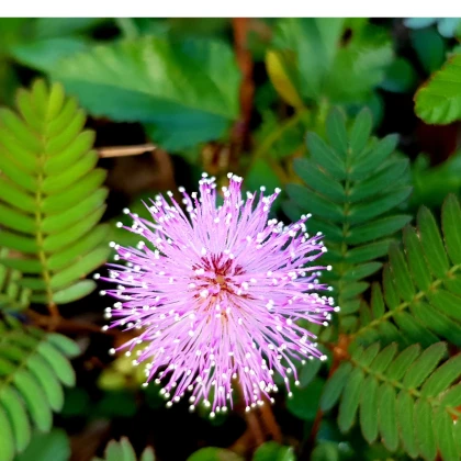 Срамежлива мимоза - Mimosa pudica - семена на срамежлива мимоза - 10 бр.