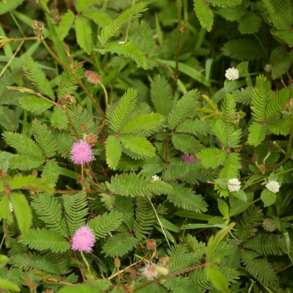 Срамежлива мимоза - Mimosa pudica - семена на срамежлива мимоза - 10 бр.