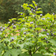 Лилянка - Nicandra physalodes - семена на лилянка - 30 бр.