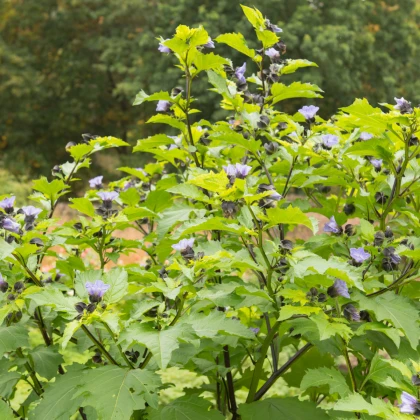 Лилянка - Nicandra physalodes - семена на лилянка - 30 бр.