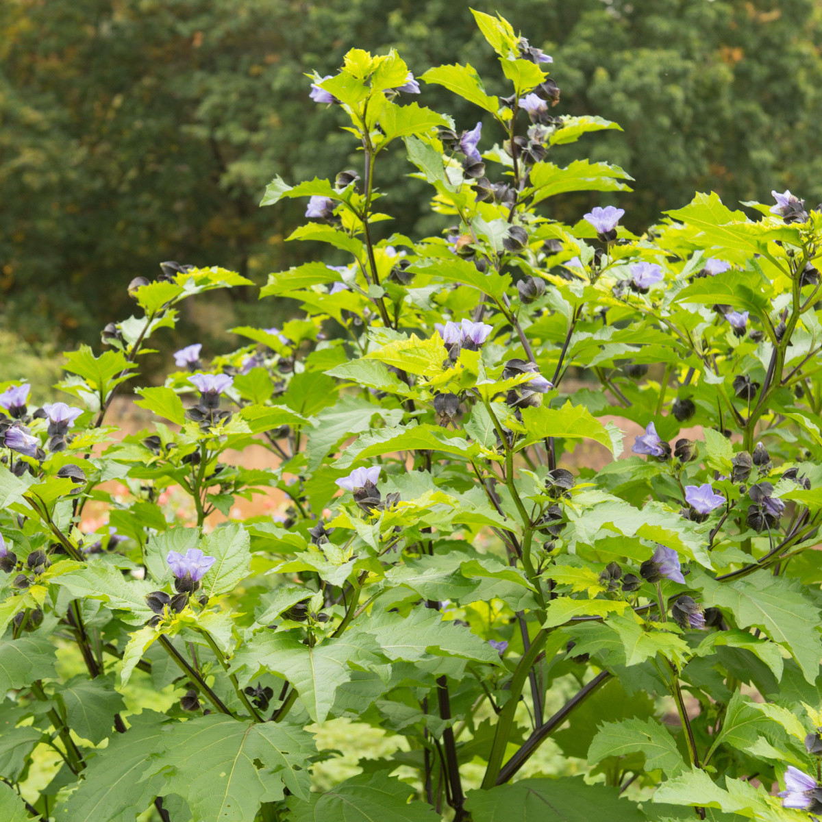 Лилянка - Nicandra physalodes - семена на лилянка - 30 бр.