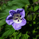 Лилянка - Nicandra physalodes - семена на лилянка - 30 бр.