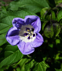 Лилянка - Nicandra physalodes - семена на лилянка - 30 бр.