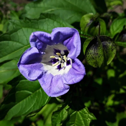 Лилянка - Nicandra physalodes - семена на лилянка - 30 бр.