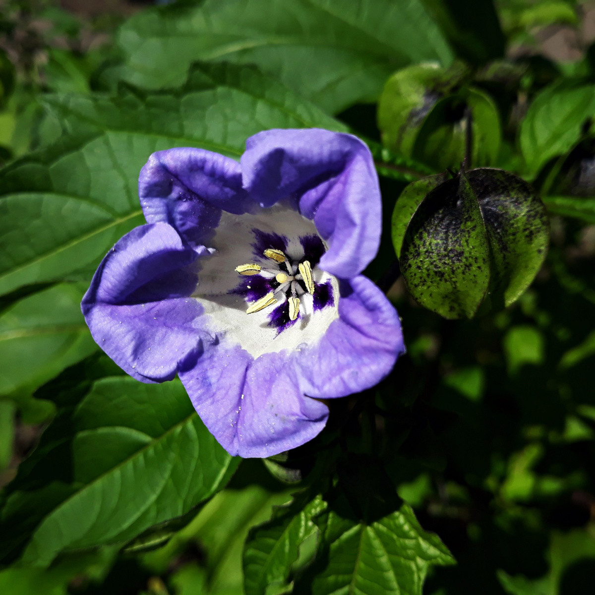 Лилянка - Nicandra physalodes - семена на лилянка - 30 бр.