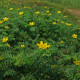 Kotvičník zemní - Tribulus terrestris - semena kotvičníku - 7 ks