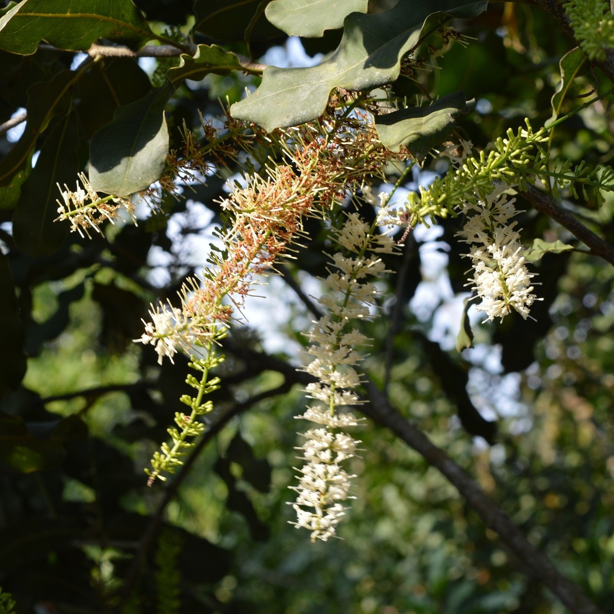 Makadamské oříšky - Macadamia integrifolia - semena makadamského oříšku - 2 ks