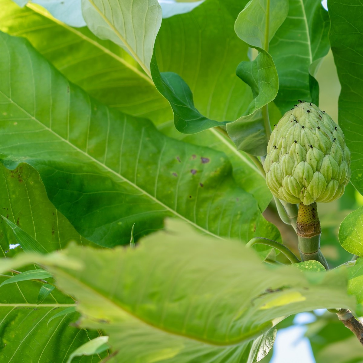 Anona čerimoja - Annona cherimola - semena anony - 5 ks
