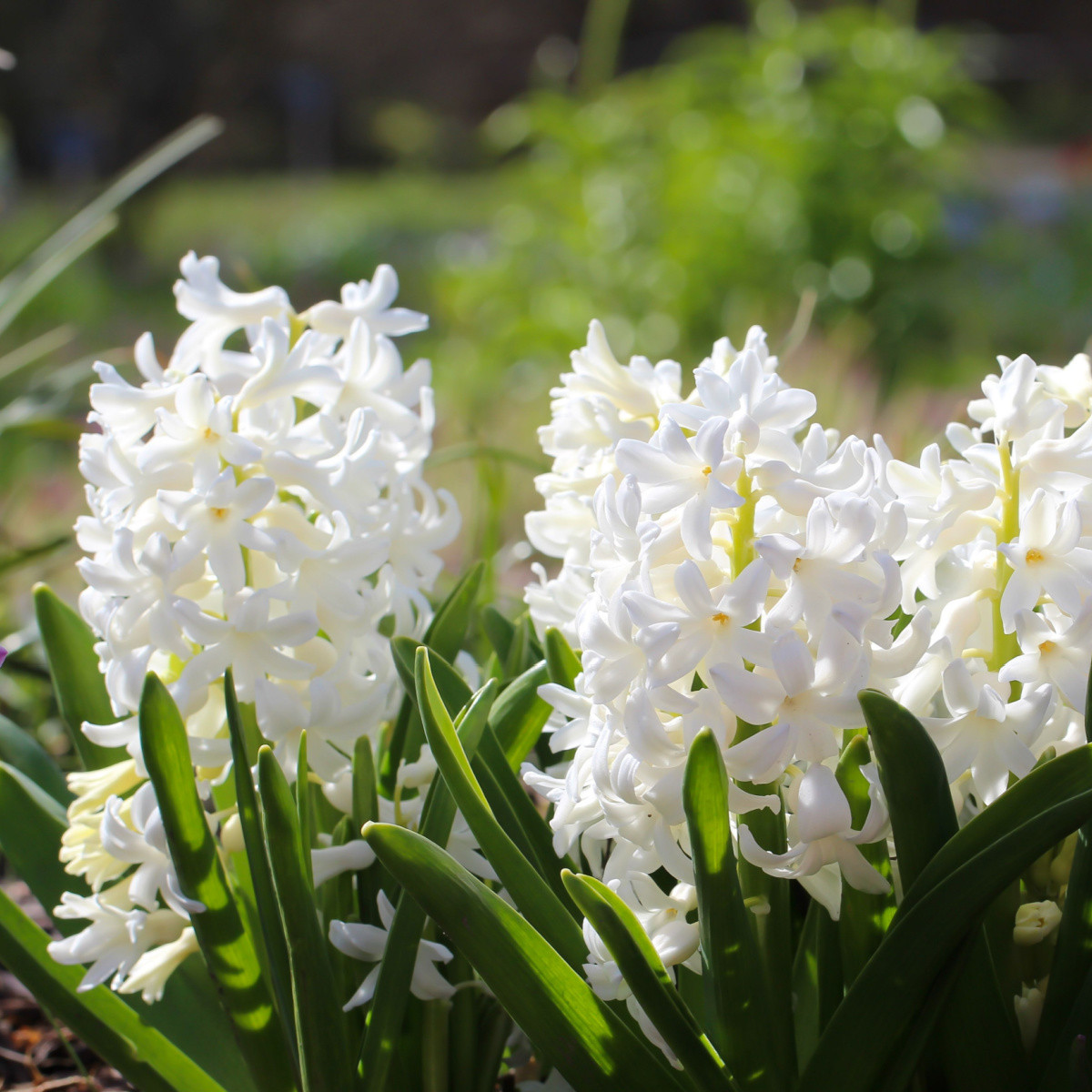 Hyacint Carnegie - Hyacinthus L. - cibule hyacintu - 1 ks