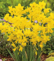Narcis Quail - Narcissus - cibule narcisu - 3 ks