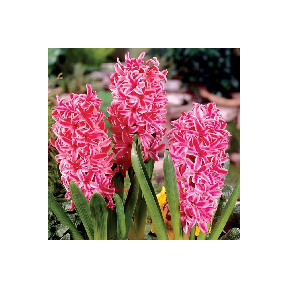Hyacint Eros - Hyacinthus - cibule hyacintu - 1 ks