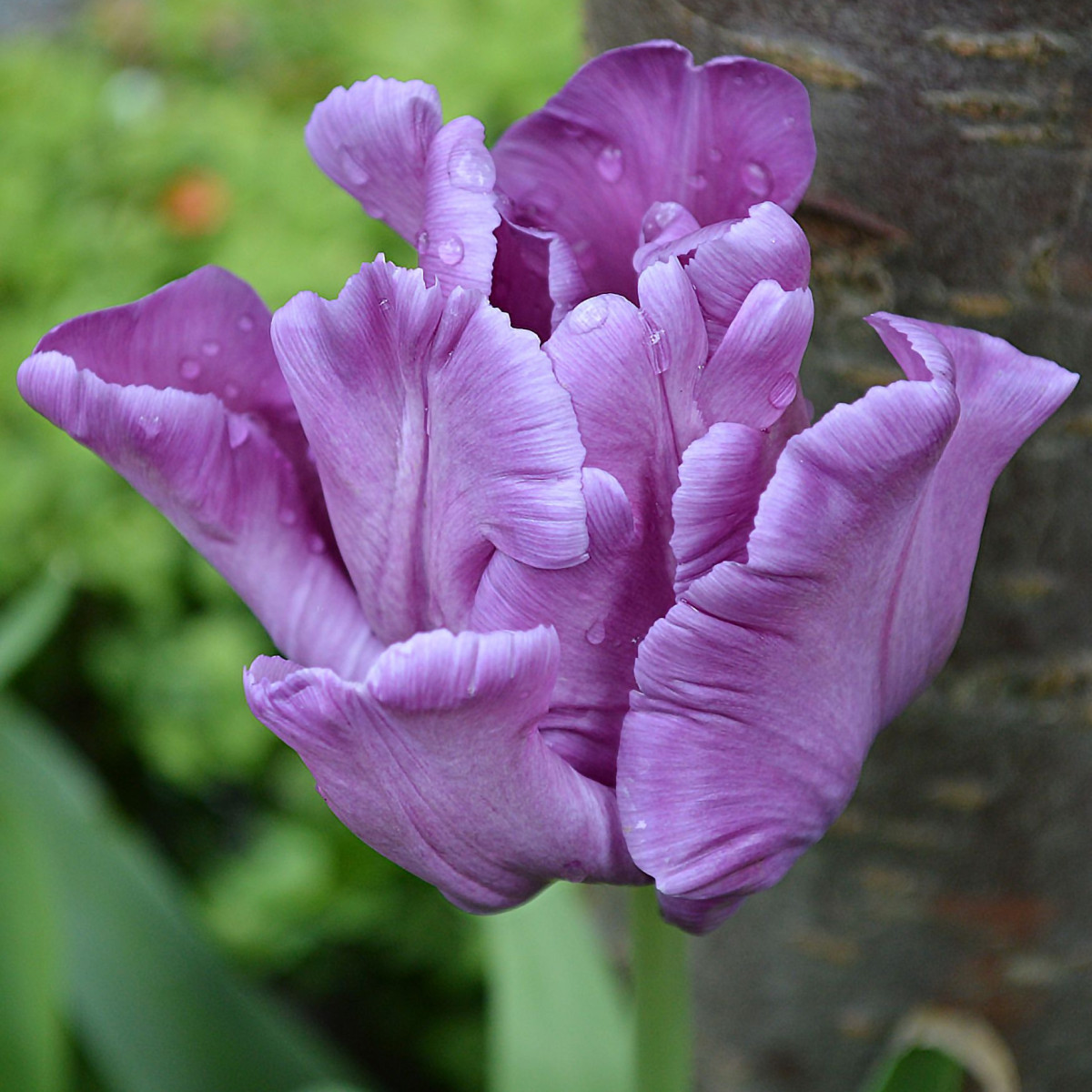 Tulipán Blue Parrot - Tulipa - cibuloviny - 3 ks