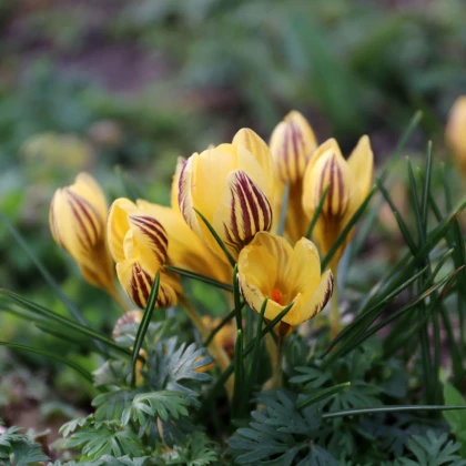 Krokus Gipsy Girl - Crocus chrysanthus - hlízy krokusu - 3 ks