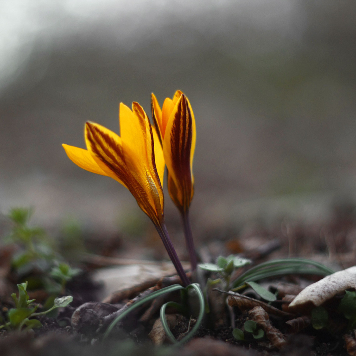 Krokus širokolistý - Crocus angustifolius - hlízy krokusu - 3 ks