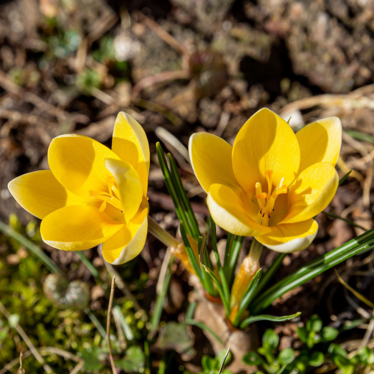 Krokus Romance žlutý - Crocus chrysanthus - hlízy krokusu - 3 ks