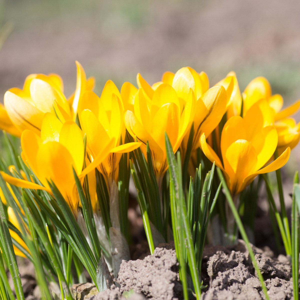 Krokus Yellow - Crocus vernus - hlízy krokusu - 3 ks