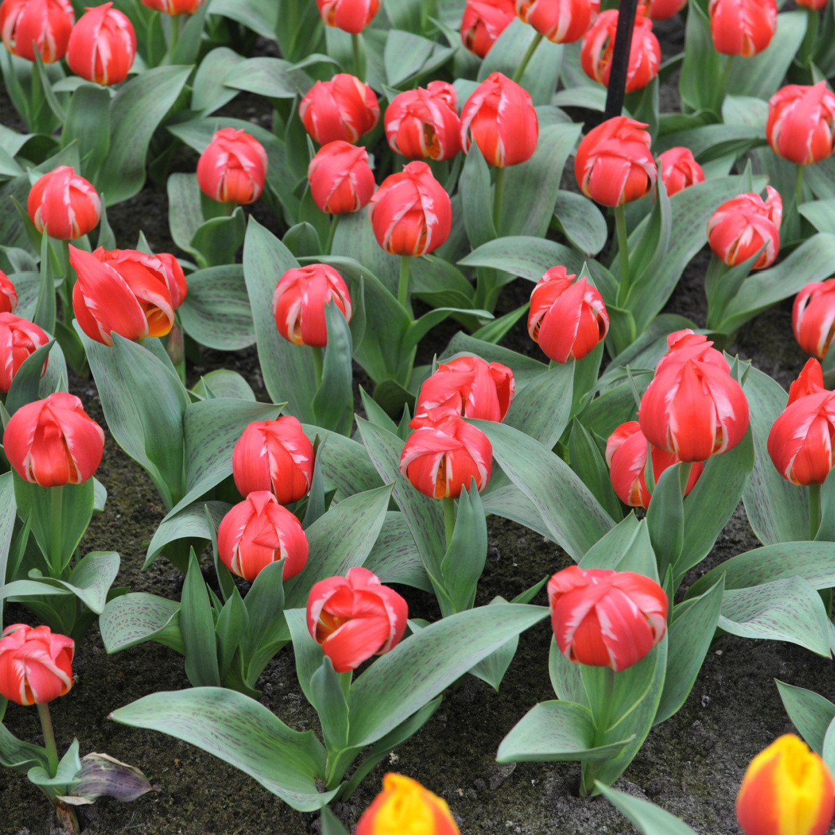 Tulipán Friendly Fire - Tulipa greigii - cibule tulipánu - 3 ks