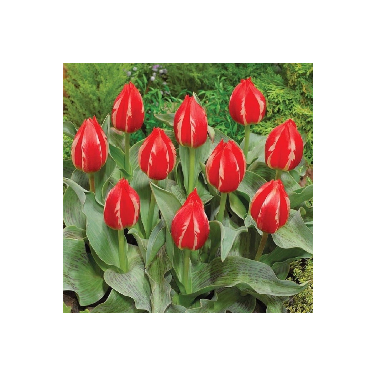 Tulipán Friendly Fire - Tulipa greigii - cibule tulipánu - 3 ks