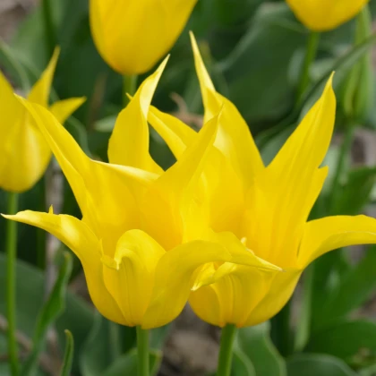 Tulipán West Point - Tulipa - cibule tulipánu - 3 ks