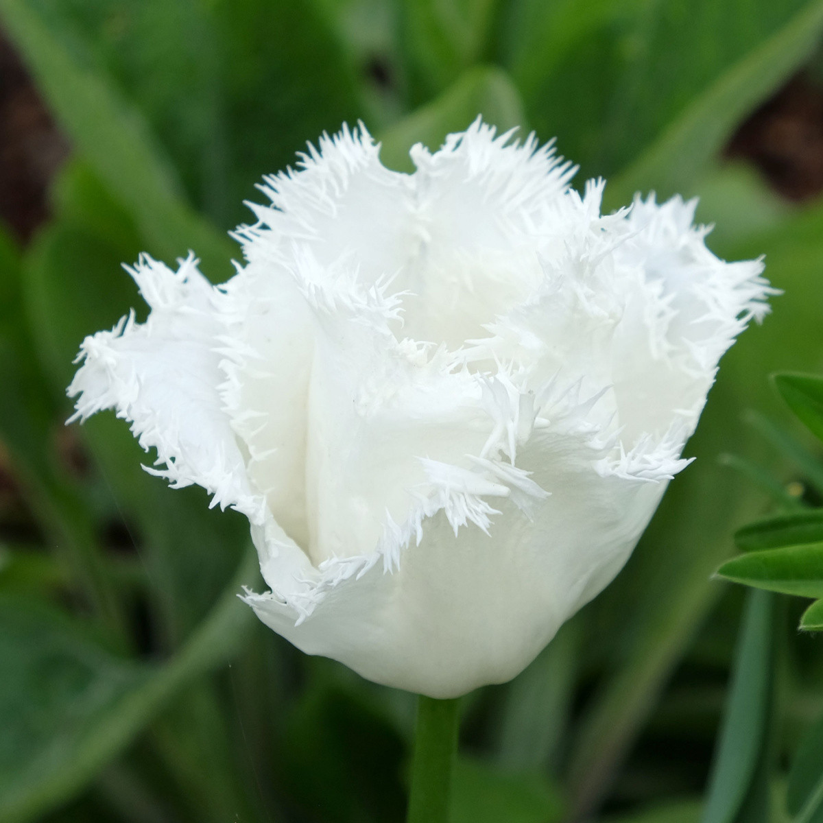 Tulipán Honeymoon - Tulipa - cibule tulipánu - 3 ks