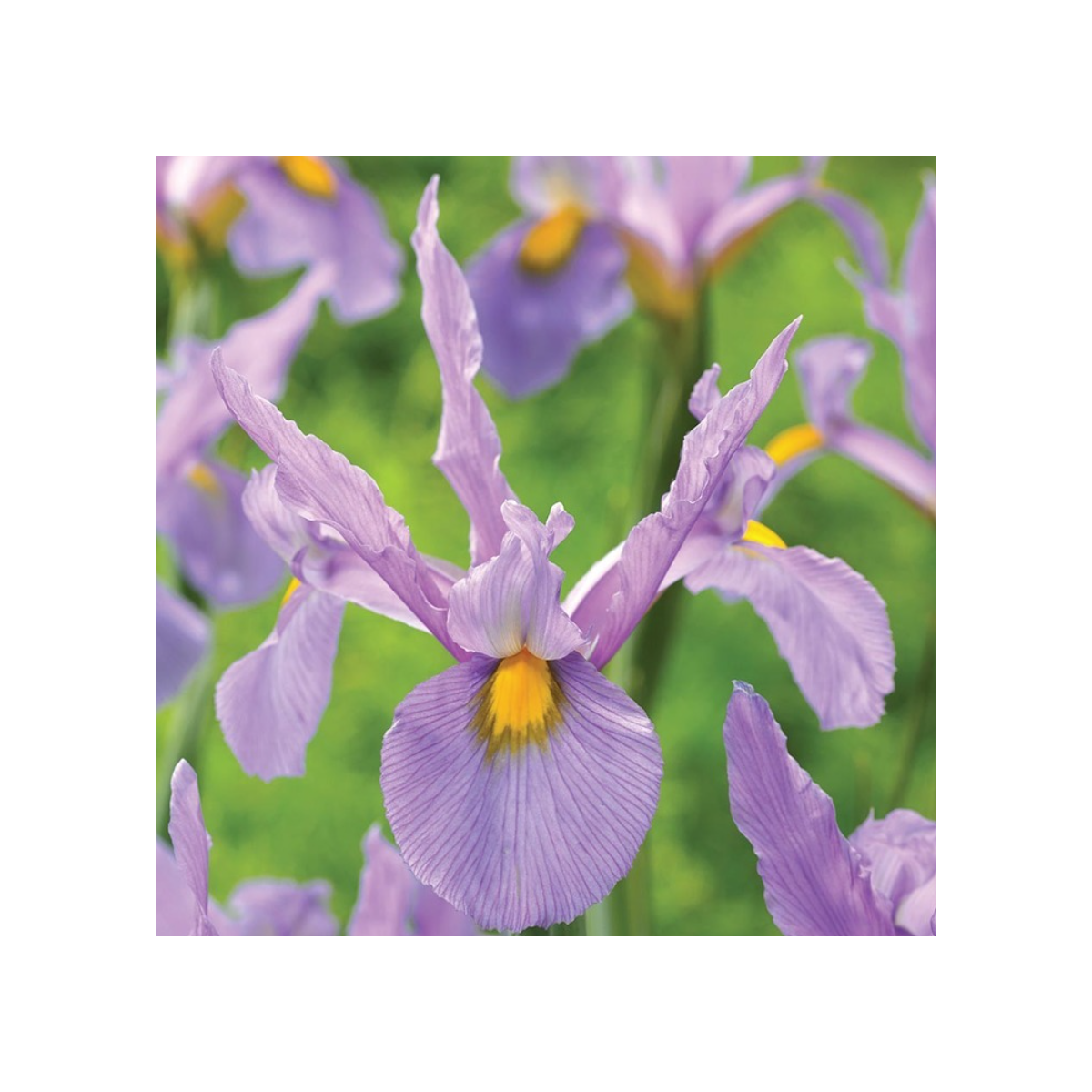 Kosatec holandský Pink Panter - Iris hollandica - cibulky kosatce - 3 ks