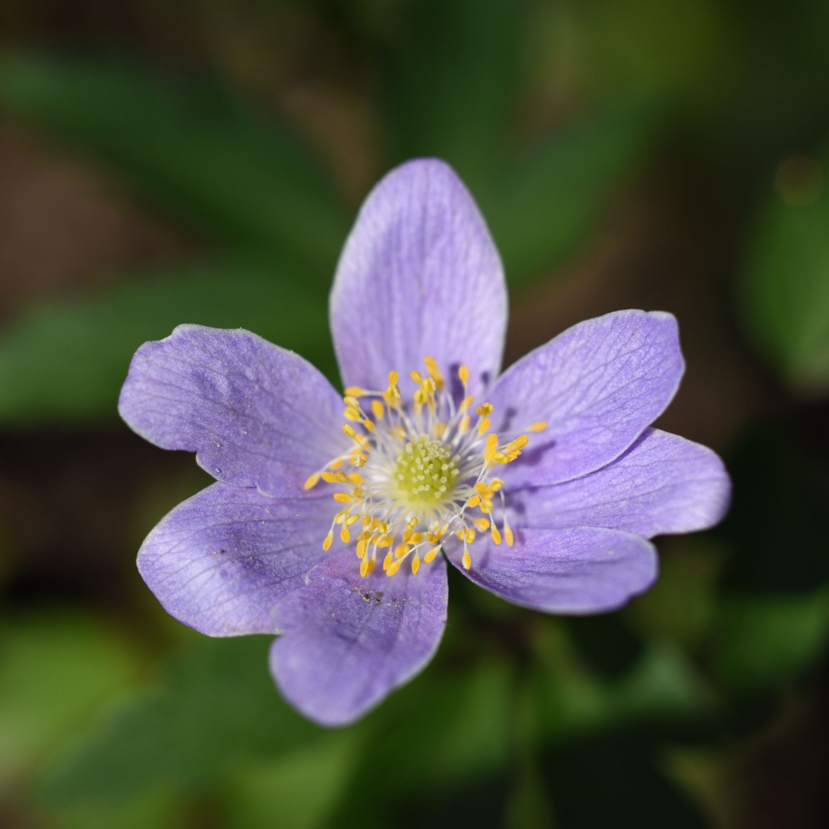 Sasanka Robinsoniana - Anemone nemorosa - hlízy sasanky - 1 ks