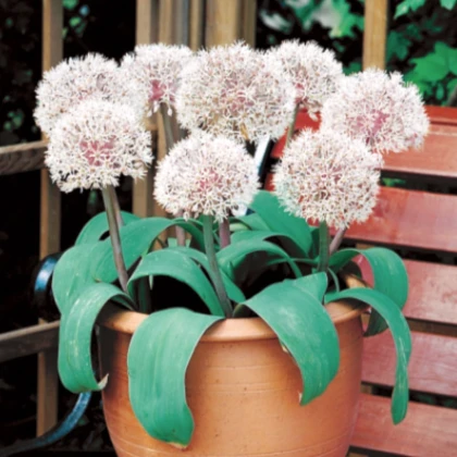 Česnek Ivory Queen - Allium - cibule okrasného česneku - 3 ks