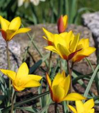 Tulipán Cynthia - Tulipa - cibule tulipánu - 3 ks