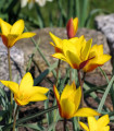 Tulipán Cynthia - Tulipa - cibule tulipánu - 3 ks