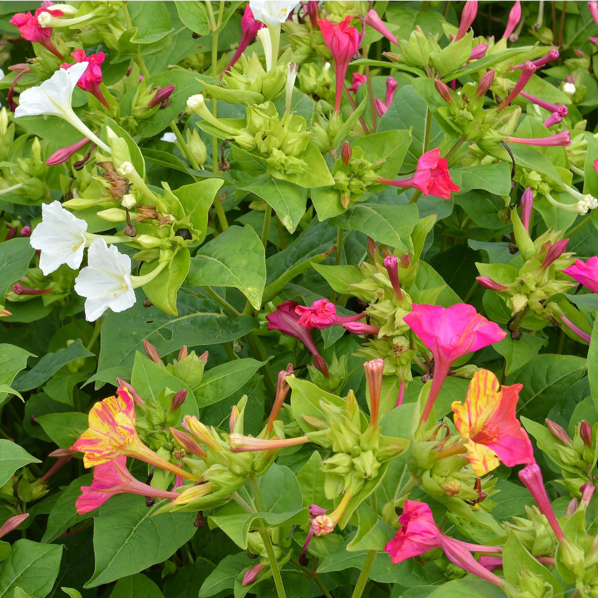 Nocenka jalapovitá Broken colors - Mirabilis jalapa - semena nocenky - 6 ks