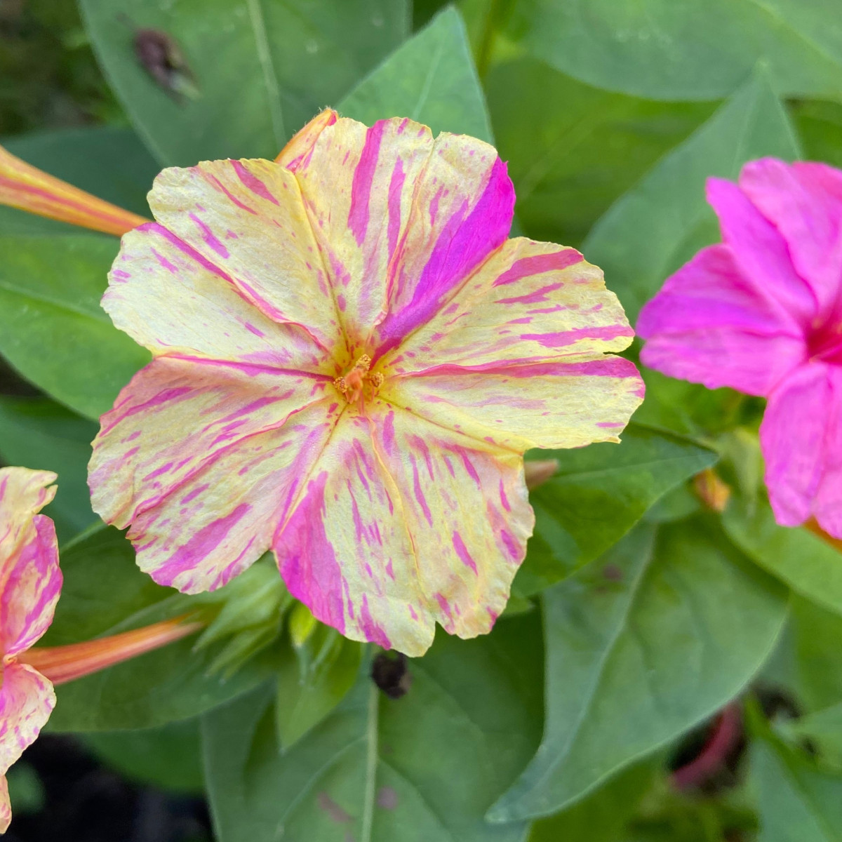 Nocenka jalapovitá Broken colors - Mirabilis jalapa - semena nocenky - 6 ks