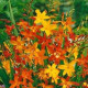Montbrécie směs - Crocosmia - hlízy montbrécie - 12 ks
