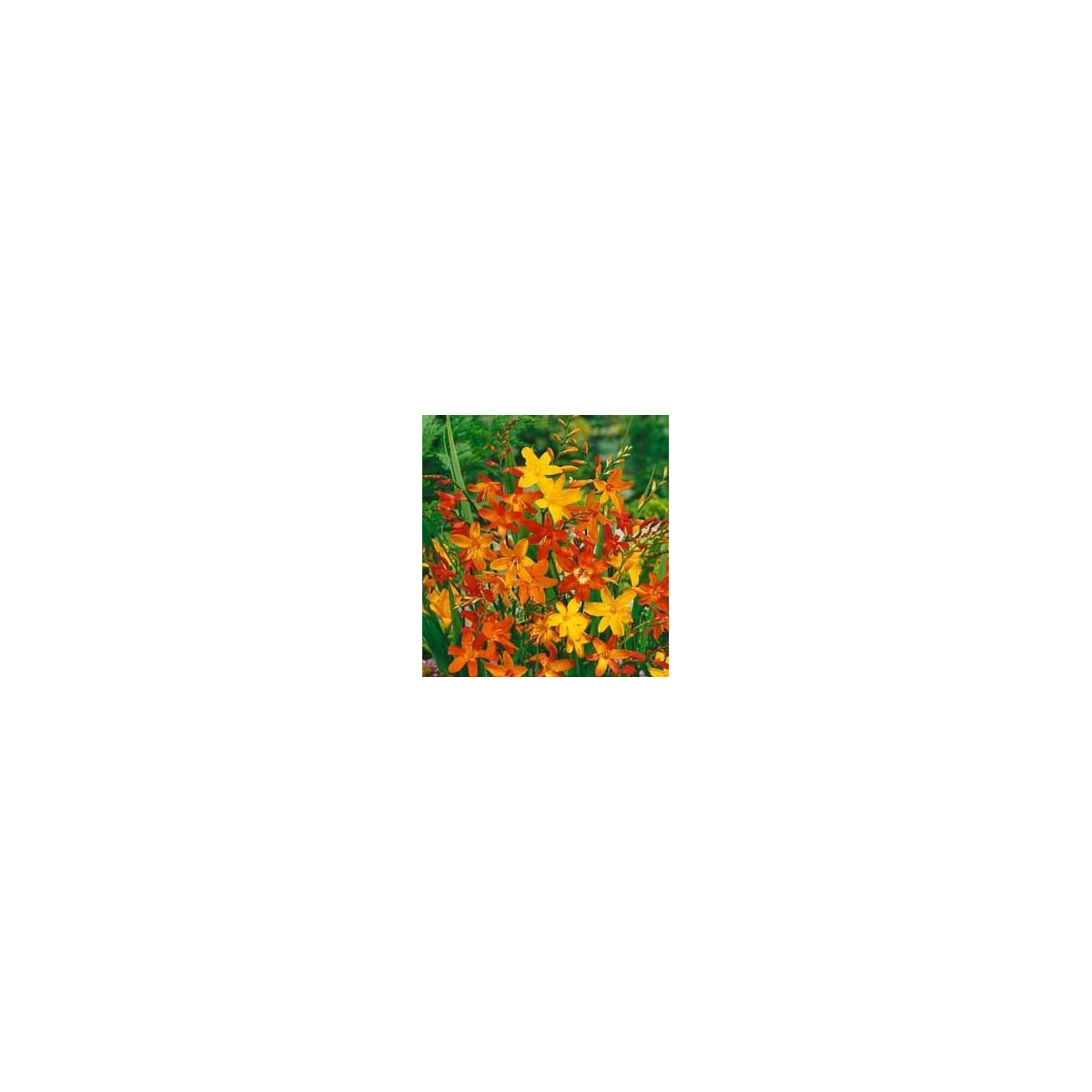 Montbrécie směs - Crocosmia - hlízy montbrécie - 12 ks