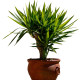 Драценец обикновен - Dracaena draco - семена на драценец - 8 бр.