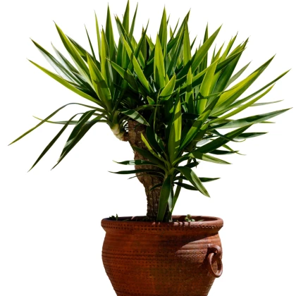 Драценец обикновен - Dracaena draco - семена на драценец - 8 бр.