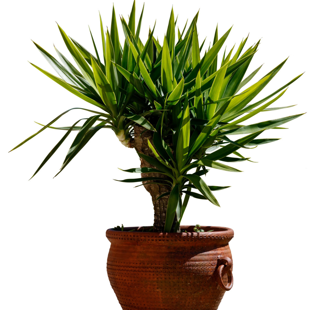 Драценец обикновен - Dracaena draco - семена на драценец - 8 бр.