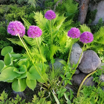 Česnek His Excellency - Allium - cibule okrasného česneku - 1 ks