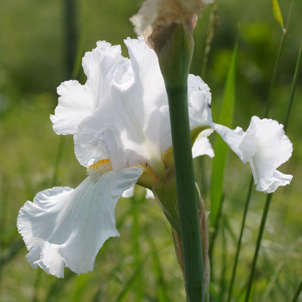 Kosatec německý bílý - Iris germanica - hlízy kosatce - 1 ks
