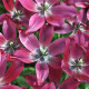 Tulipán Merlot - Tulipa - cibule tulipánu - 3 ks