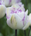 Tulipán plnokvětý Double Shirley - Tulipa - cibule tulipánu - 3 ks