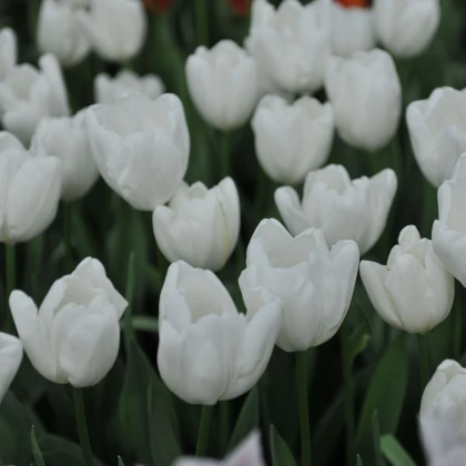 Tulipán Hakuun