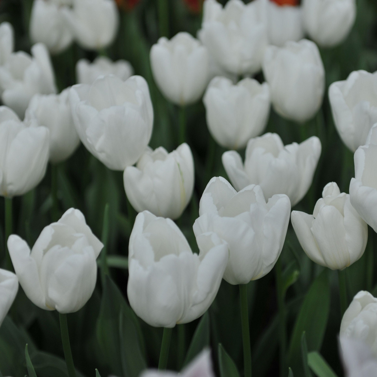 Tulipán Hakuun