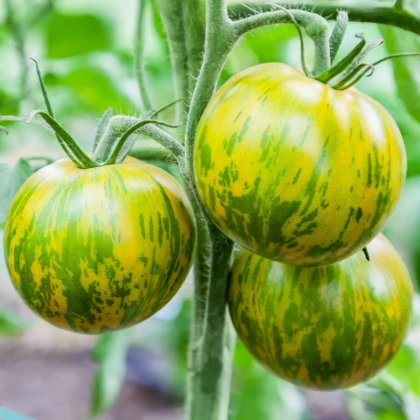 Rajče Zelená zebra - Solanum lycopersicum - semena rajčete - 6 ks