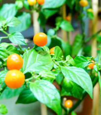 Chilli Aji charapita Yellow - Capsicum chinense - semena chilli - 7 ks