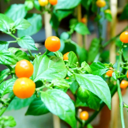Chilli Aji charapita Yellow - Capsicum chinense - semena chilli - 7 ks
