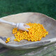 Chilli Aji charapita Yellow - Capsicum chinense - semena chilli - 7 ks